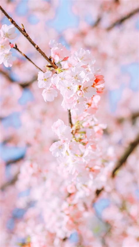 樱花壁纸