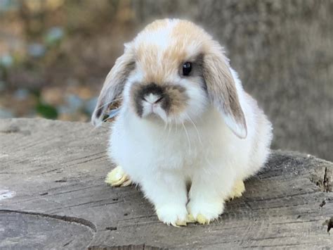 Holland lop bunnies
