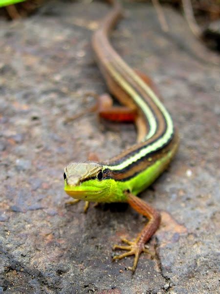 Grass lizards