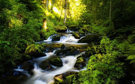 Black Forest
