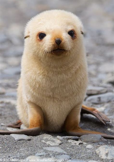 Sea lions