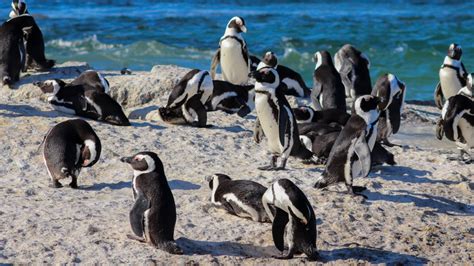 Two penguin pairs colonised a South African beach in 1982; by 2026 ...