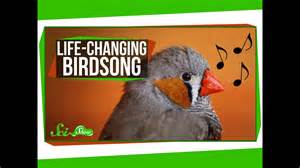 Life-changing birdsong