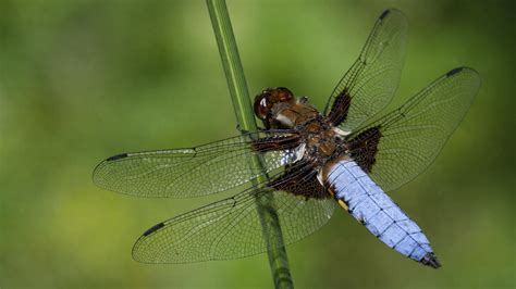 Macro footage captures a dragonfly in sharp detail