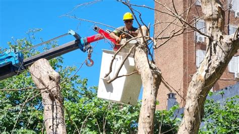 Habr Cortes De Calle Por Extracci N De Rboles Secos En El Centro De