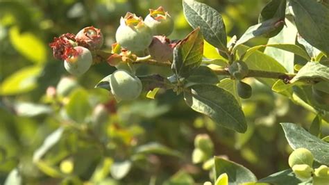 Marion County confirms second rabies case of 2026