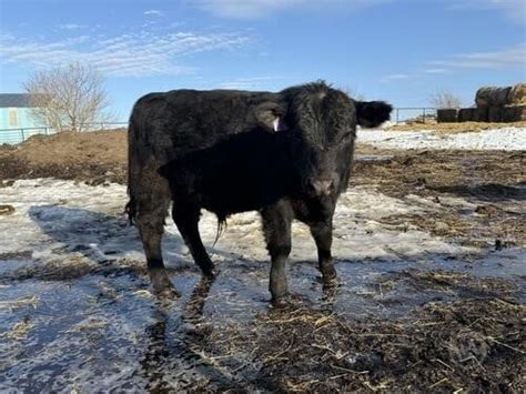3 Purebred Angus - Bulls For Sale in Devils Lake, North Dakota ...