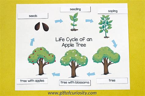 Life Cycle Of A Tree Worksheets