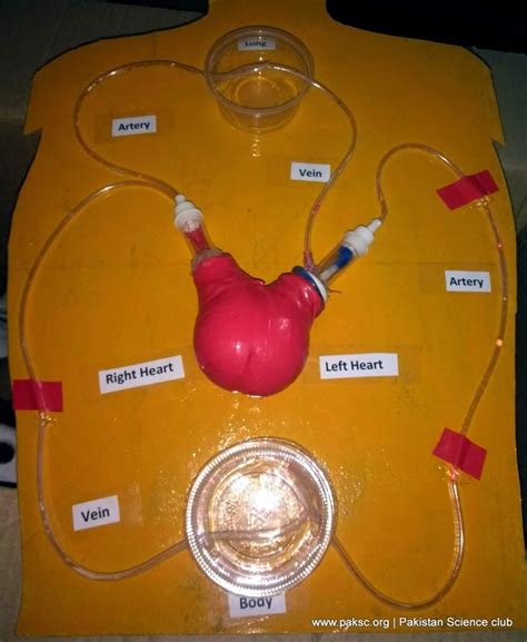 Best Working Model of Heart and Circulatory system of Human for Science ...
