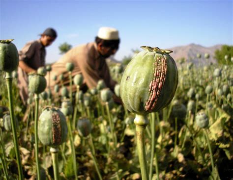Opium in Afghanistan: Sabotierte die CIA die Landwirtschaft ...