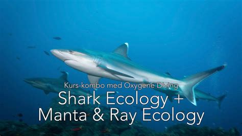 SSI Shark Ecology + SSI Manta & Ray Ecology, Fotögatan 6, 41474 ...