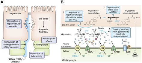 The history and future of bile acid therapies - PMC