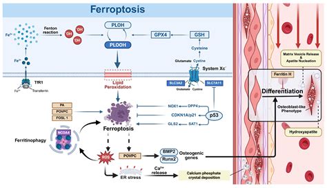 Comprehensive Review of Mechanisms and Translational Perspectives on ...