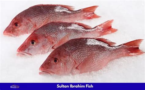 Sultan Ibrahim Fish A Delight for Seafood Lovers in the UAE