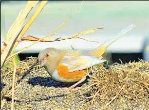 A rare bird – in coloration, at least | Tehachapi News | PressReade­r