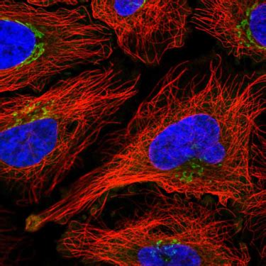 Life Science & Medical