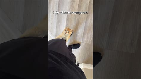 Why life with a wild orange cat is never boring