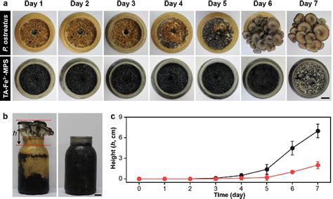 Figure 4 from A Natural Virucidal and Microbicidal Spray Based on ...