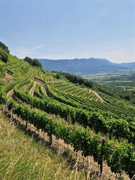 Slovenian winery of the Week: Guerila - THE Slovenia