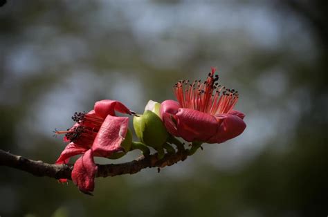 Vibrant Semal is an important element of Indian philosophy and heritage