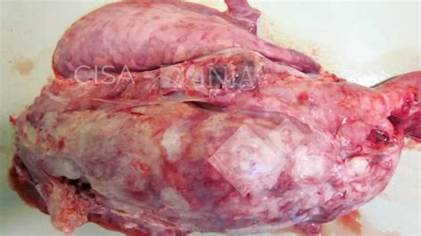 Atrophic enteritis images - 26-Dec-2025 - pig333, pig to pork community