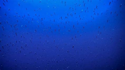 Nightly ocean migration reveals hidden planetary carbon pump