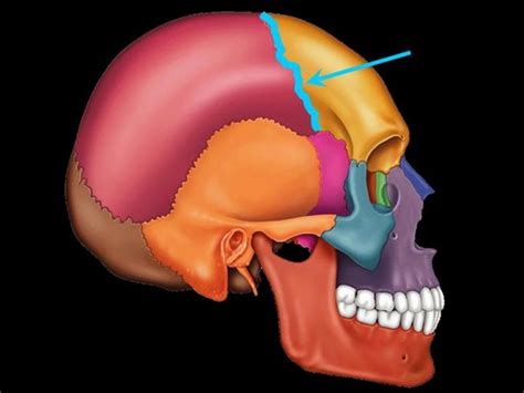 Skeletal System Test Flashcards Quizlet