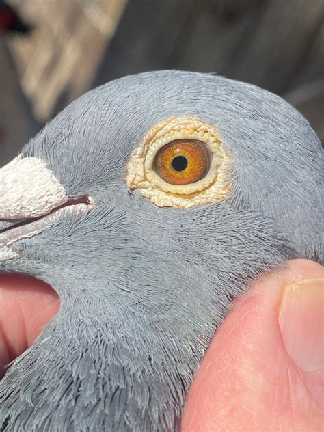 LOT 2: ZA 20 NKR 4095 (C)- THIS BLOODLINE IS HIGHLY SOUGHT AFTER IN ...