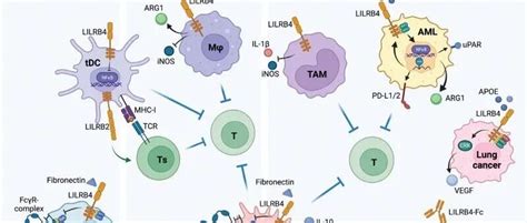 LILRB4是如何在多种疾病中 “兴风作浪”：作用机制以及临床进展|基因|疫情|免疫|细胞|微环境_手机新浪网