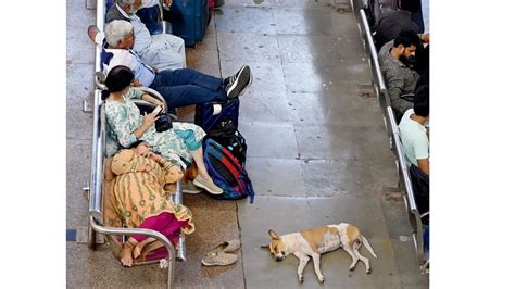 BMC begins hunt for land to build Mumbai’s first dog shelters after SC ...