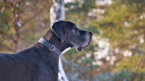 These dog breeds enjoy human companionship more than that of their own pack