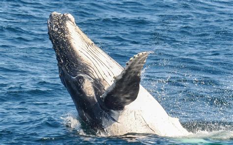 Whale Watching Cruise with Beverages & Snacks