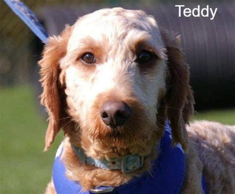 No, this photo isn’t AI. It’s 250 dogs living in one home before rescue