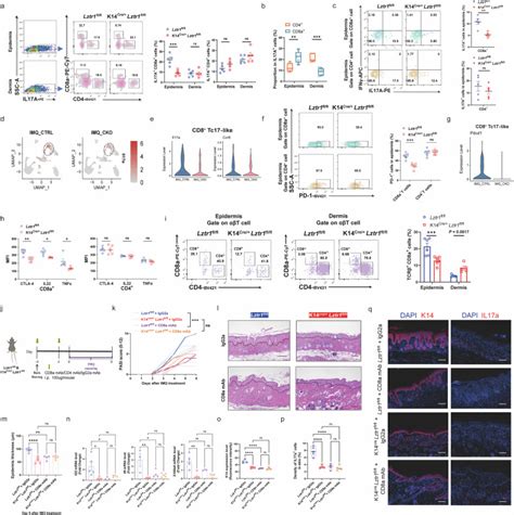 LZTR1 regulates epithelial MHC-I expression via NF-κB1 to modulate CD8 ...