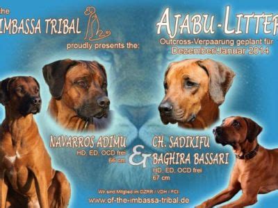 Rhodesian Ridgeback-Züchter in Ostalbkreis Snautz