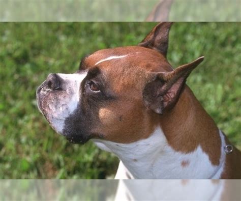 Boxer Puppies for Sale in United Kingdom - Puppyfinder.com
