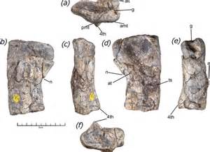 The 225-million-year-old fossil that changes everything we know about ...
