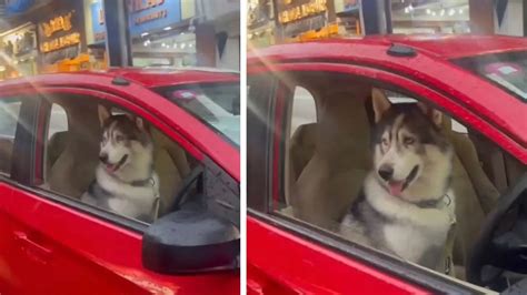 Watch: Who left the dog in the car? Viral video sparks outrage in ...