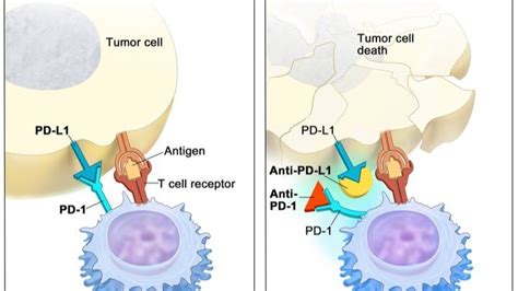 Pembrolizumab (Keytruda®): Redefining Oncology Therapeutics Through ...