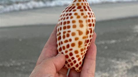 Sanibel Island is a popular spot in Florida to find a Junonia shell