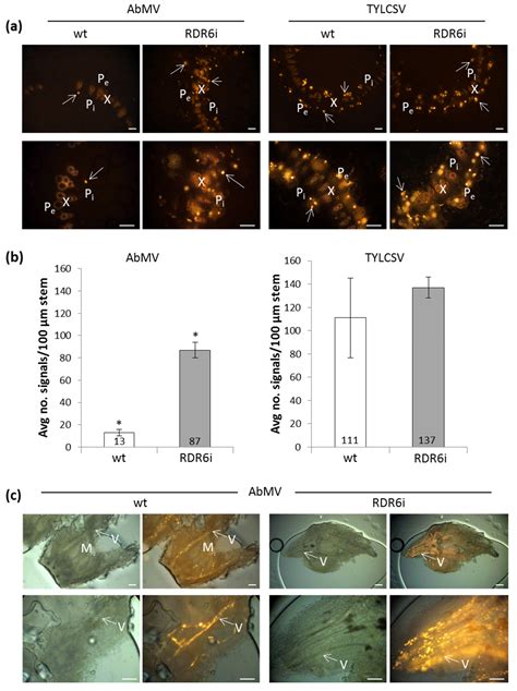 Differential Effects of RNA-Dependent RNA Polymerase 6 (RDR6) Silencing ...