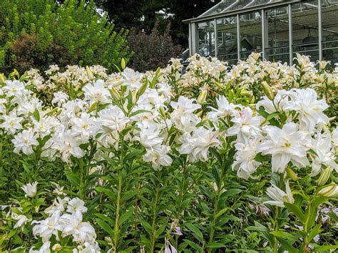 My White Lily Garden The Martha Stewart Blog