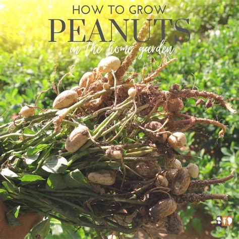 How To Grow And Harvest Peanuts The Kitchen Garten