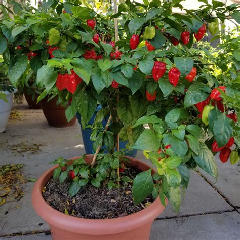 How And When To Fertilize Your Pepper Plants Pepper Joe’s
