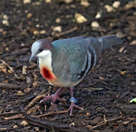 We did not find results for: Pictures and information on Luzon Bleeding-heart