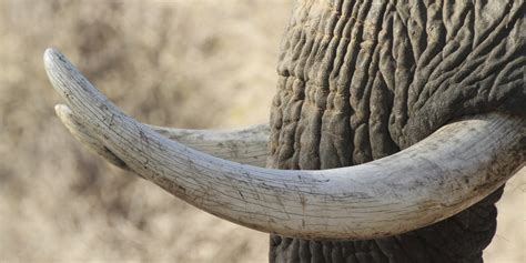 Dna from elephant tusks reveals poaching routes a key to saving elephants may be their own dung. Near-Total Ban on African Elephant Ivory Trade Announced ...