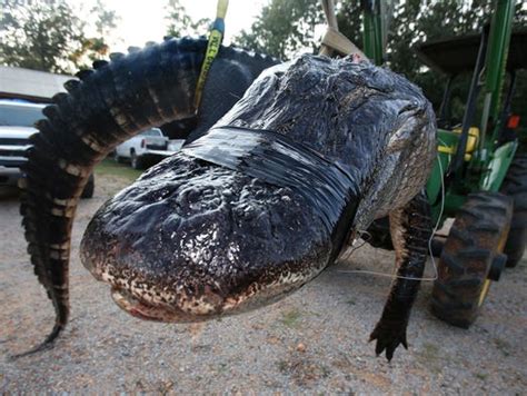 Alabama Hunter Captures 10115 Pound Monster Alligator