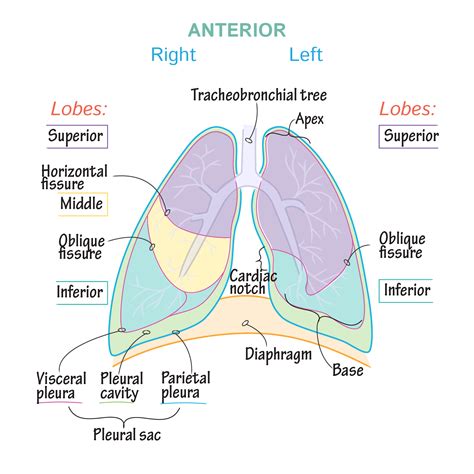 Gross Anatomy Of The Lungs
