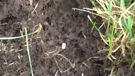 How To Detect Grubs In Your Grass Youtube
