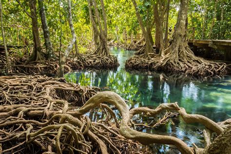 Amazing Mangroves Britannica